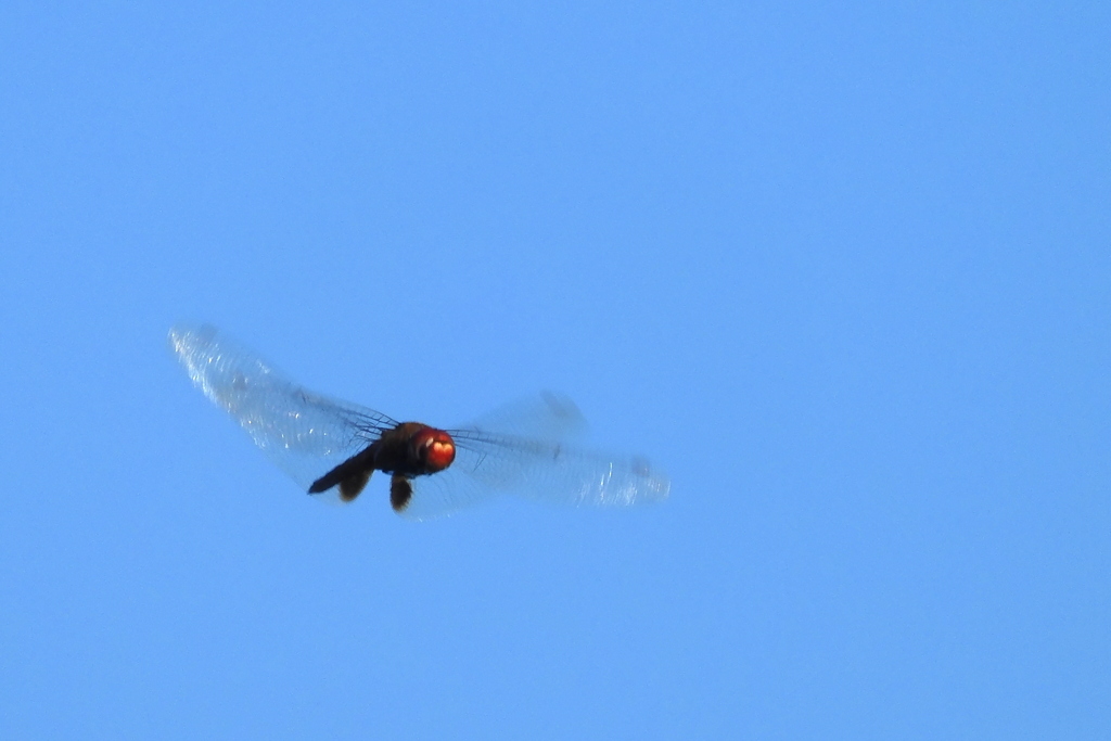 Red-Mantled Saddlebags 8-7-23