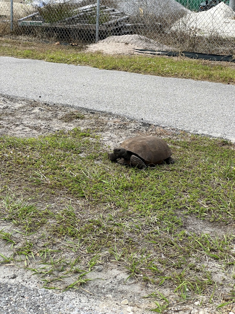 Gopher Tortoise 12-18-25