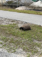 Gopher Tortoise 12-18-25