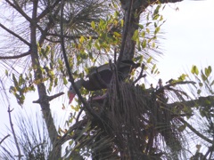 Black-Bellied Whistling Duck 8-13-23