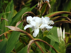 White Ginger Lily 7-25-23