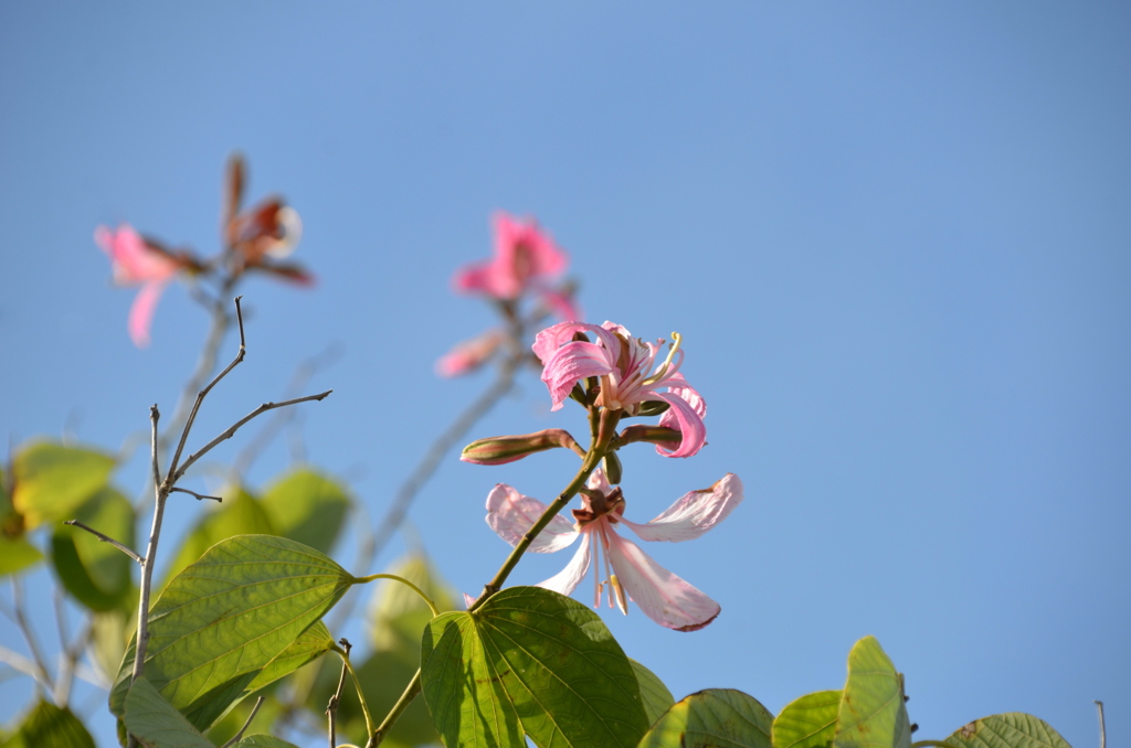 Purple Orchid Tree III 12-7-23