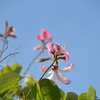 Purple Orchid Tree III 12-7-23