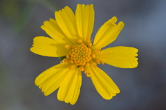Coastalplain Honeycombhead IV 1-4-23