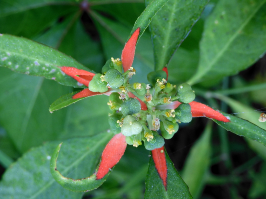 Euphorbia cyathophora I 4-6-23