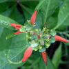 Euphorbia cyathophora I 4-6-23
