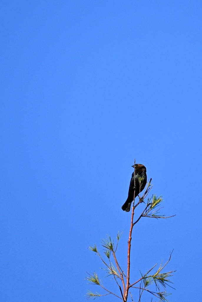 Brown Headed Cowbird III 10-26-24