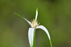 Starrush Whitetop Flower 7-9-25