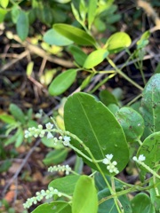 Laguncularia racemosa 6-25-25