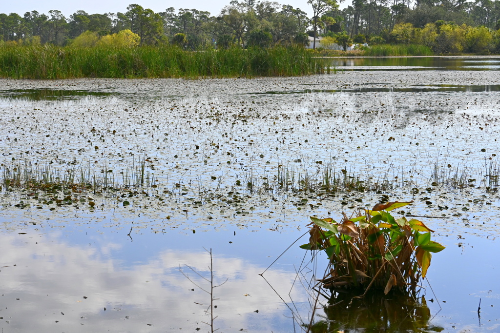 Ollie's Pond 2-4-25