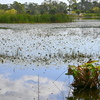 Ollie's Pond 2-4-25