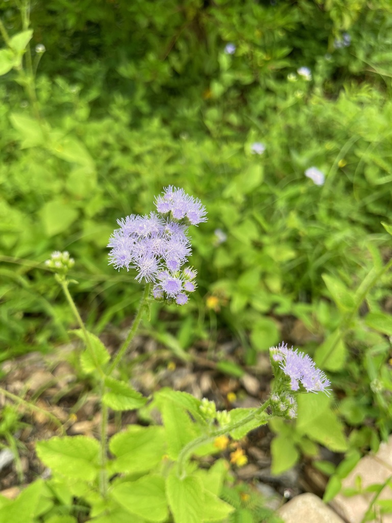 BLUE MISTFLOWER or TROPICAL WHITEWEED IV