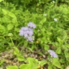 BLUE MISTFLOWER or TROPICAL WHITEWEED IV