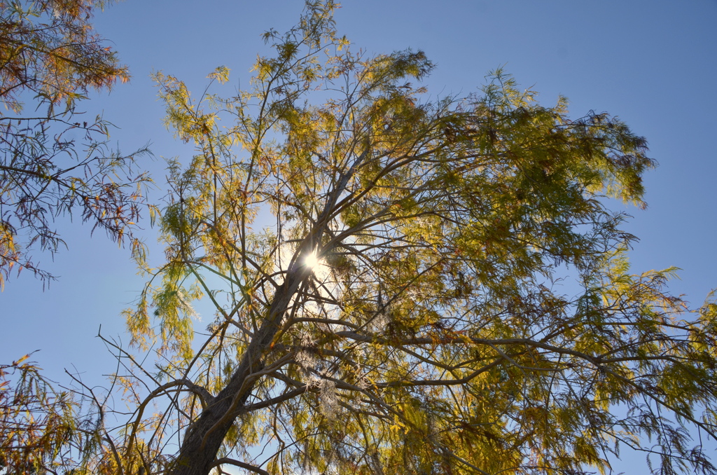 Bald Cypress I 11-29-23