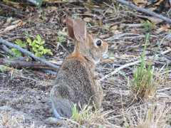 Eastern Cottontail III 7-16-23