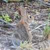 Eastern Cottontail III 7-16-23