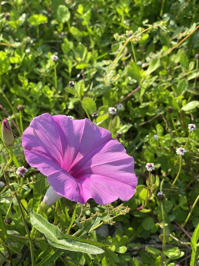 Saltmarsh Morning-Glory II 8-6-23