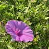 Saltmarsh Morning-Glory II 8-6-23