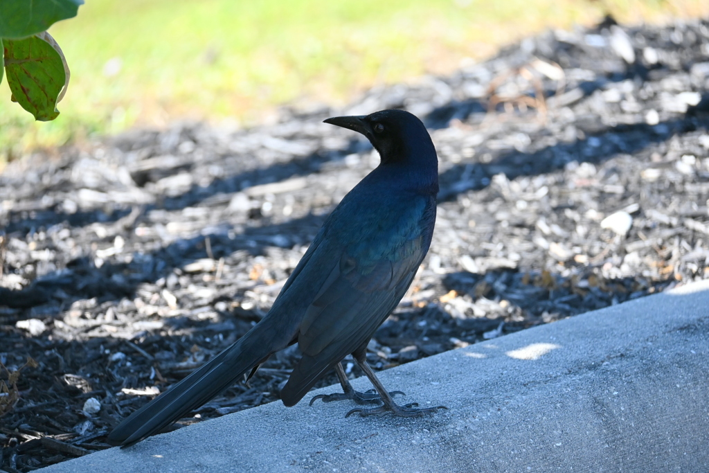 Boat-tailed Grackle  10-31-25