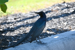 Boat-tailed Grackle  10-31-25
