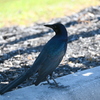 Boat-tailed Grackle  10-31-25