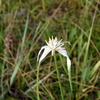 Rhynchospora colorata 7-29-23
