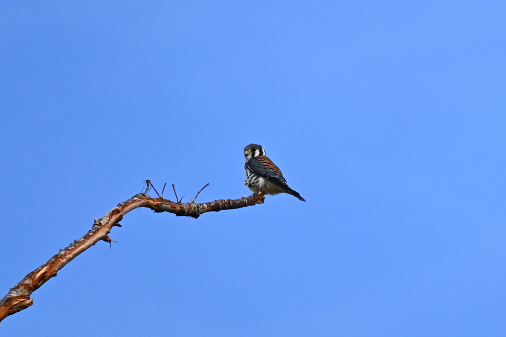 American Kestrel II 10-27-24