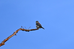 American Kestrel II 10-27-24
