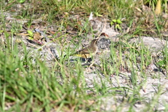 Western Palm Warbler 11-1-24