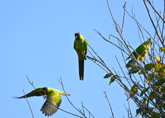 Parakeetの生る木　11-18-25