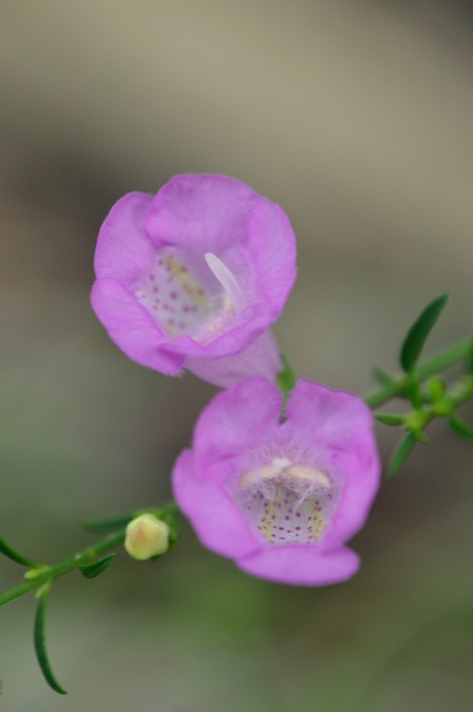 Agalinis purpurea 6-5-25