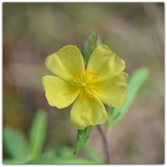 Pinebarren Frostweed I 1-4-23