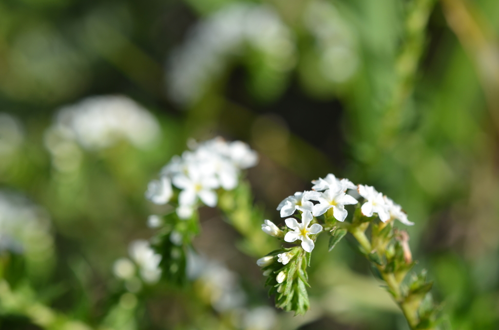 Pineland Heliotrope -White-　5-30-22