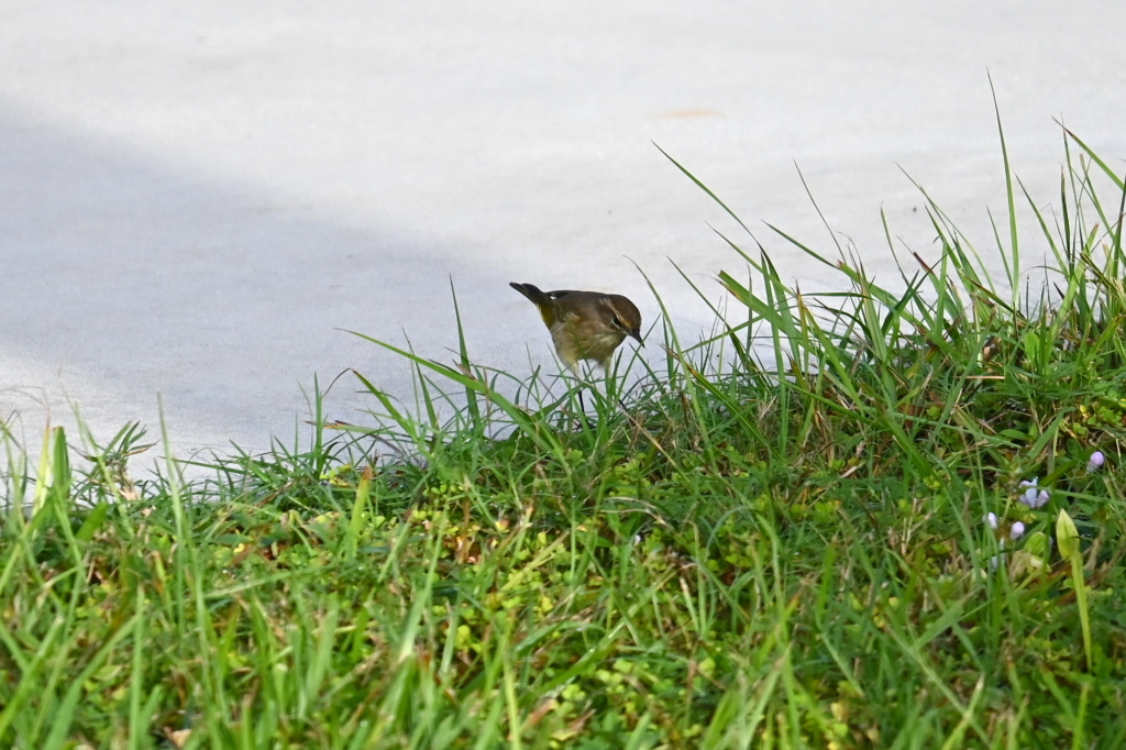 Palm Warbler 11-6-24