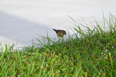 Palm Warbler 11-6-24