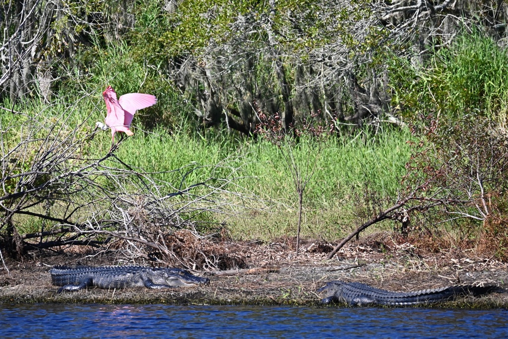 Alligators and a Roseate Spoonbill