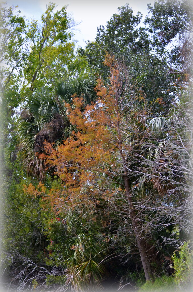 Bald Cypress 1-24-23