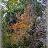 Bald Cypress 1-24-23