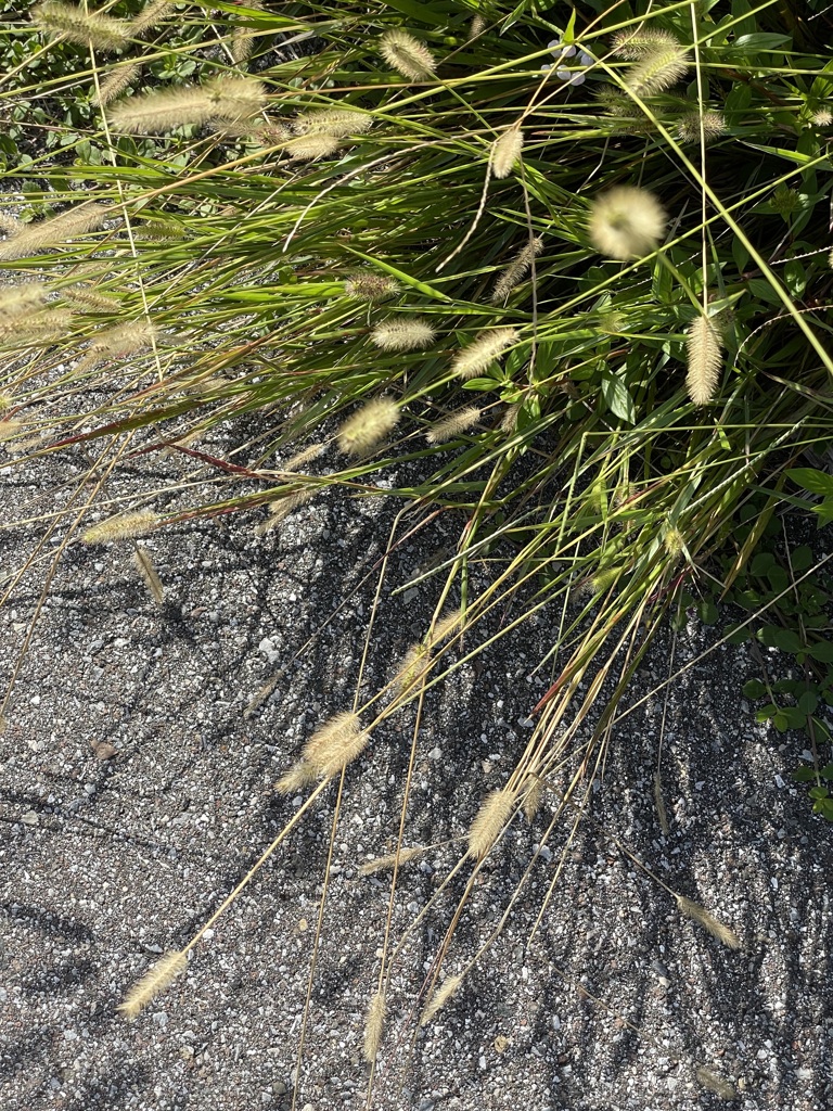 Setaria parviflora 9-3-23