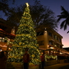 Christmas Tree in Blue Hour 12-19-24