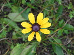 Rudbeckia hirta II 12-22-22