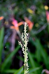 Juba Bush I 8-20-25