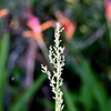 Juba Bush I 8-20-25