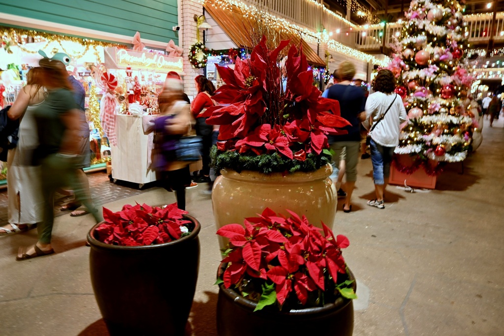 Waking by Poinsettias 12-6-25