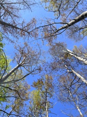 Bald Cypress Woods 2-4-25