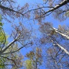 Bald Cypress Woods 2-4-25