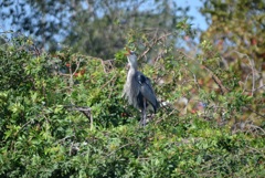 Great Blue Heron Speaking 1-24-23