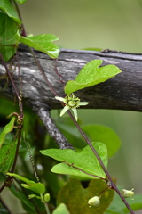 Passiflora suberosa 9-18-25