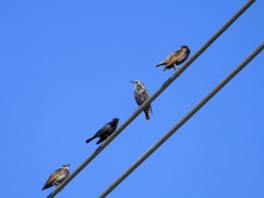 European Starlings&Brown-headed Cowbird