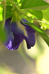 Clitoria ternatea II 7-17-25